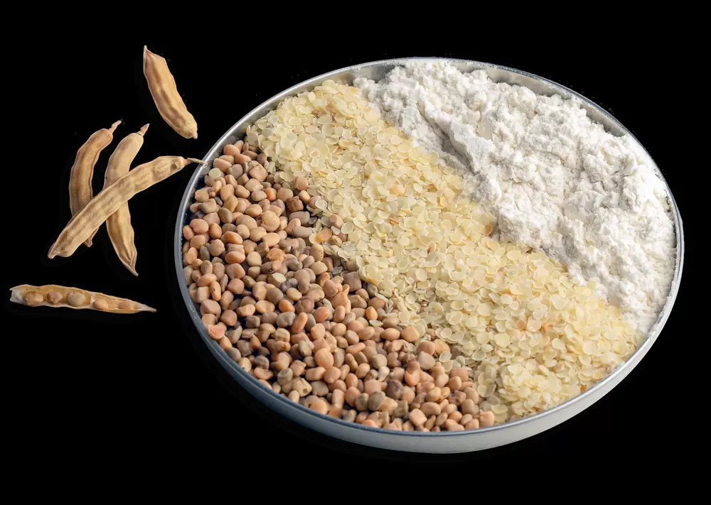 اشکال مختلف صمغ گوار